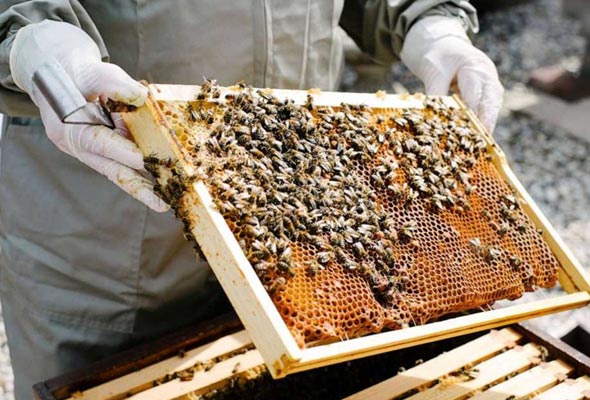 صادرات النحل - أرشيفية
