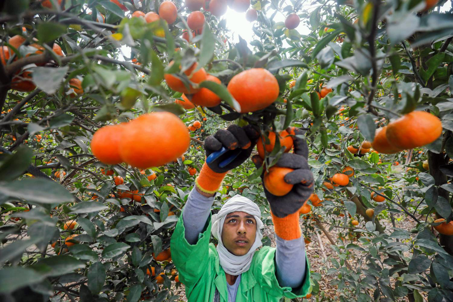 نمو مستمر في صادرات مصر من الحاصلات الزراعية