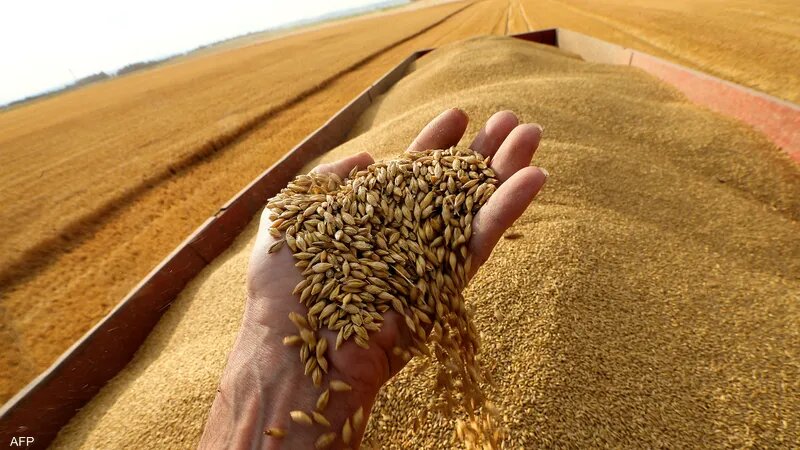 توريدات القمح المحلي ترتفع إلى 900 ألف طن حتى اليوم